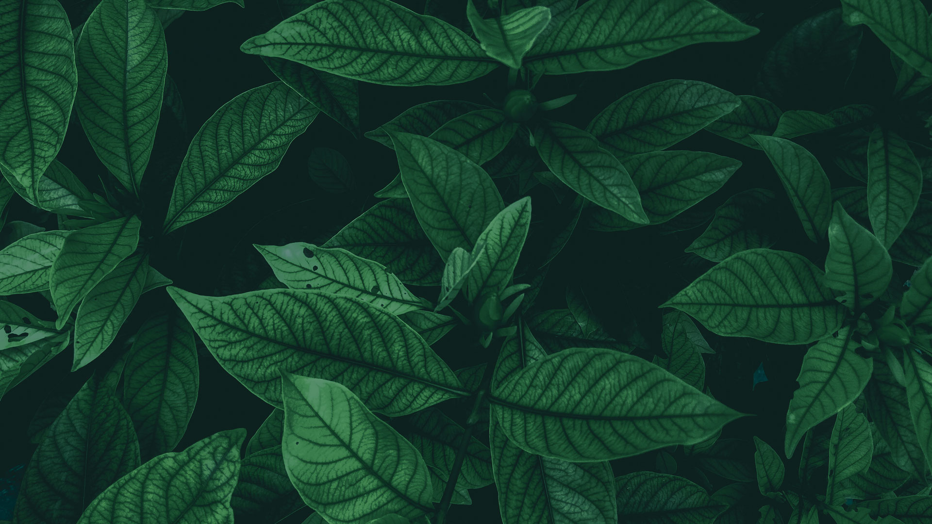 botanical banner image