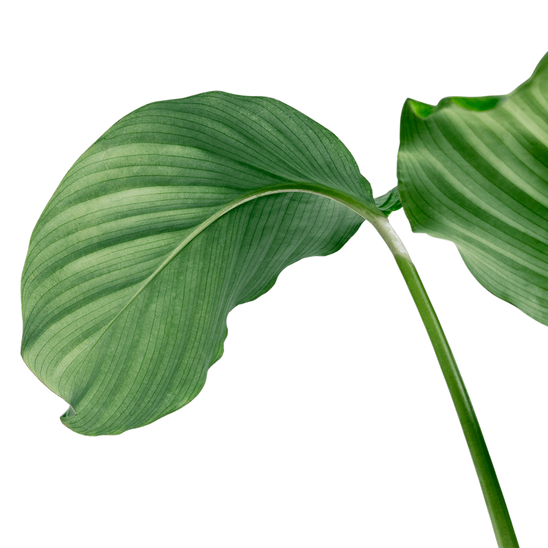 flatleaf plant